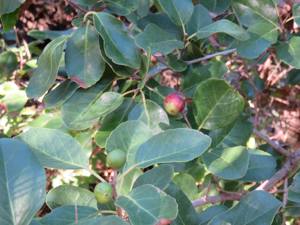 6. Fruit de Flacourtia indica (Burm. f.) Merr. - Prune malgache - Salicaceae - Exotique
