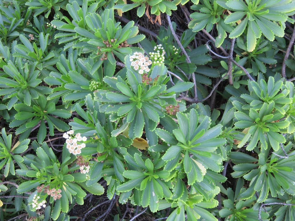 9. Psiadia retusa - La salière ou Saliette - ASTERACEE Endémique