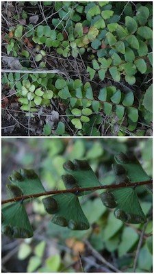 Adiantum rhizophorum-ADIANTHACEAE-Endemique Mascareignes