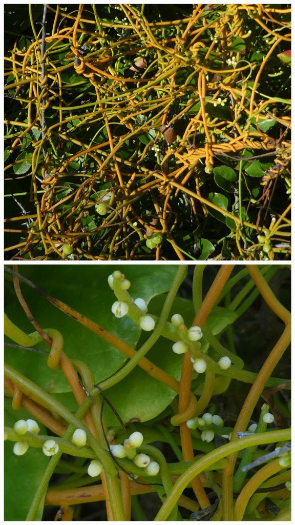 Cassytha filiformis-Liane Foutafout-LAURACEAE-Pantropical