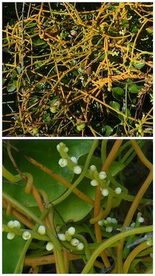 Cassytha filiformis-Liane Foutafout-LAURACEAE-Pantropical