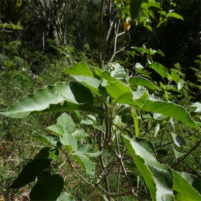 Croton mauritianus-Ti Bois de senteur-EUPHORBIACEAE-Endemique Reunion