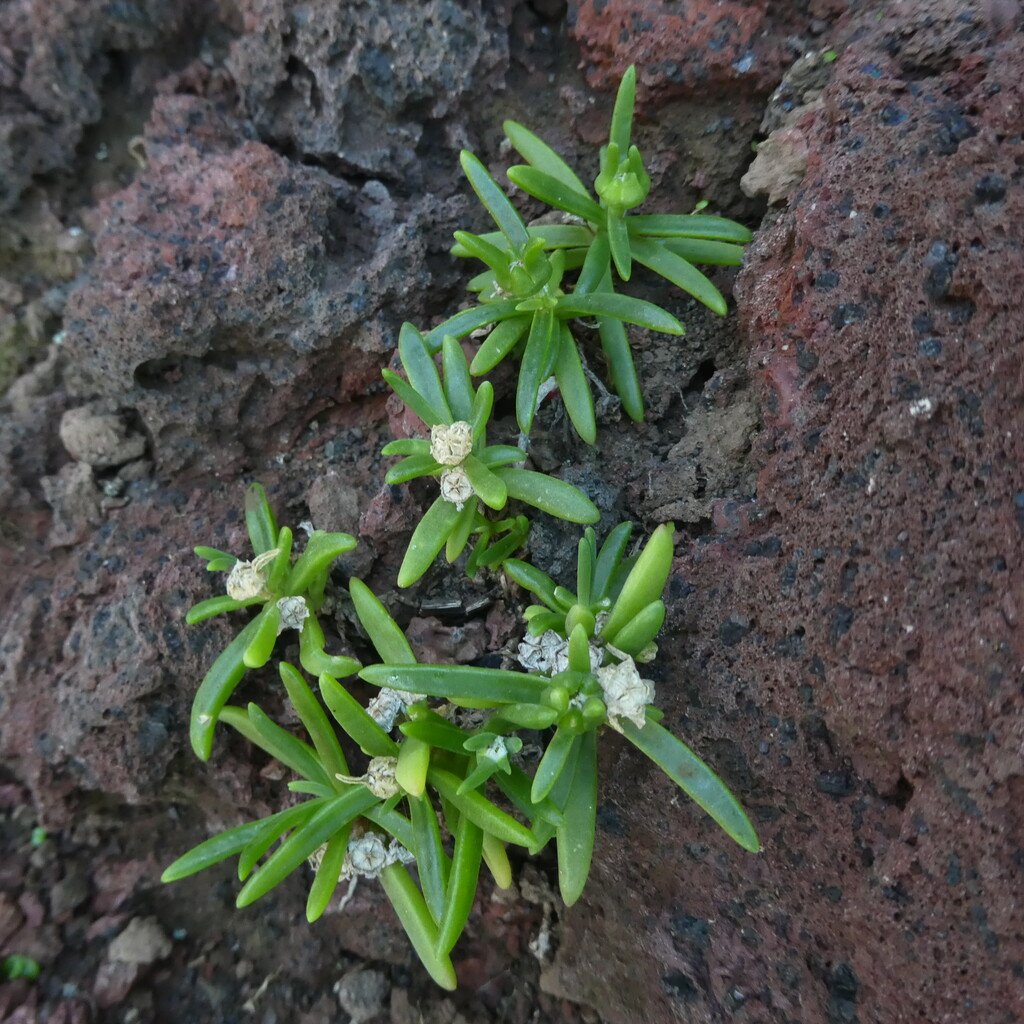 Delosperma napiforme-Lavangere-AIZOACEAE-Endemique Reunion