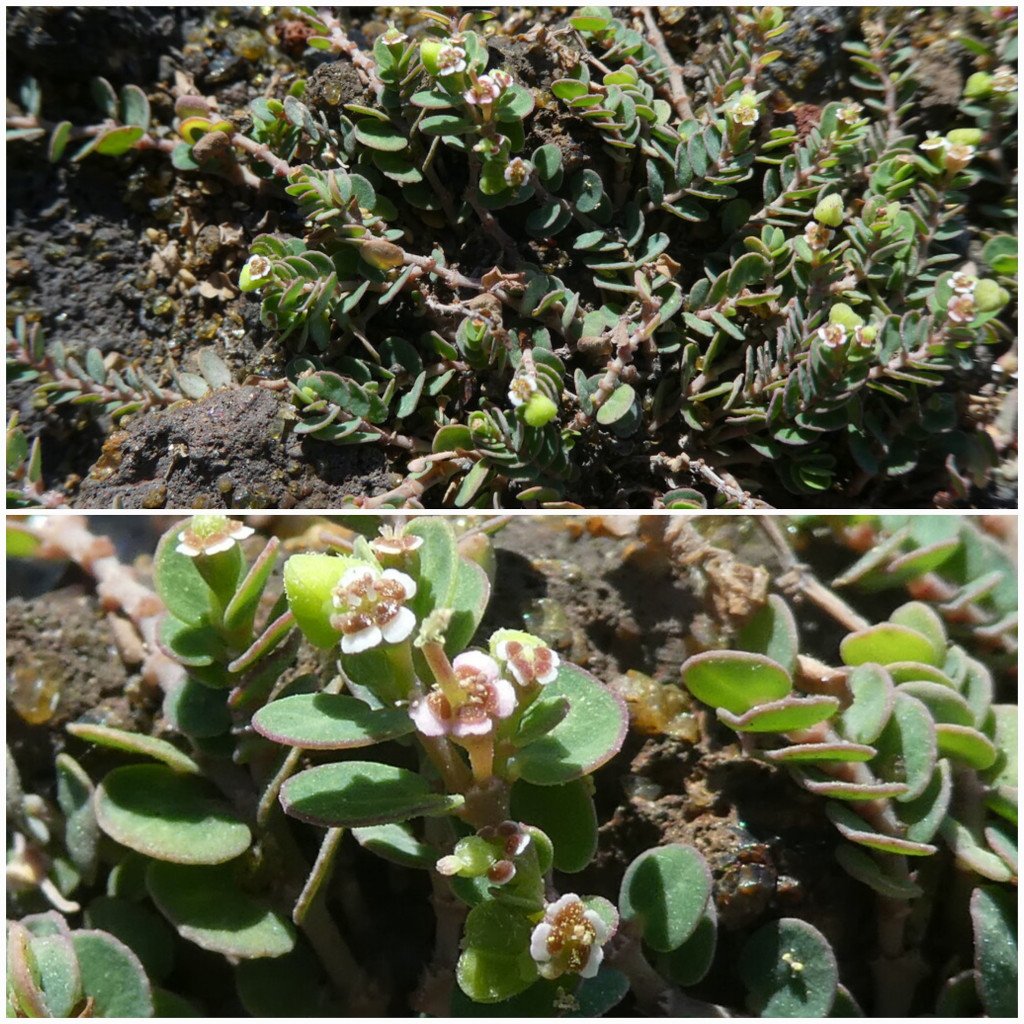 Euphorbia viridula-EUPHORBIACEAE-Endemique Reunion