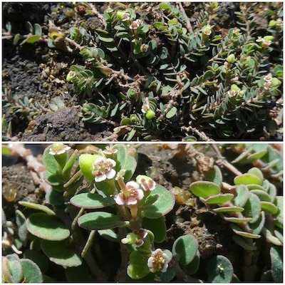 Euphorbia viridula-EUPHORBIACEAE-Endemique Reunion