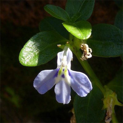 Lobelia serpens-CAMPANULACEAE-Indigene Reunion