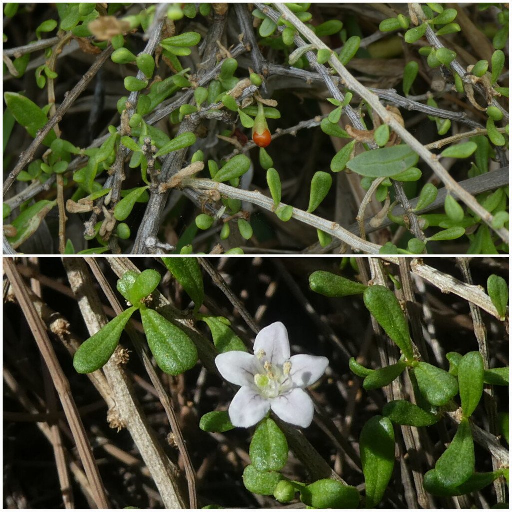 Lycium mascarenense-Souveraine de mer-SOLANACEAE-Indigene Reunion
