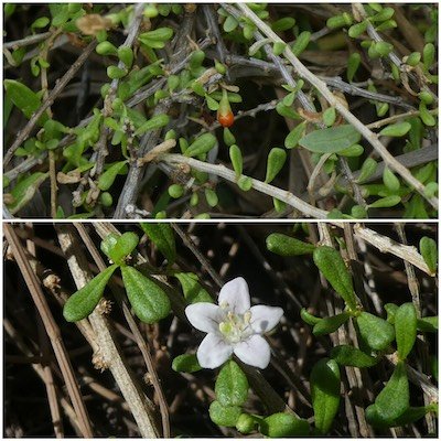 Lycium mascarenense-Souveraine de mer-SOLANACEAE-Indigene Reunion