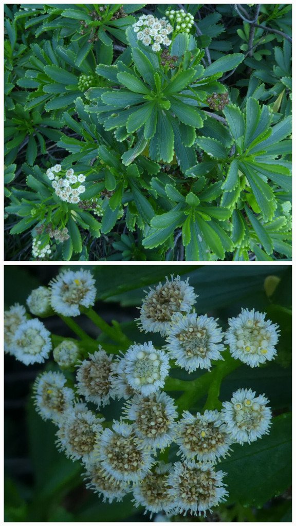 Psiadia retusa-Saliette-ASTERACEAE-Endemique Reunion