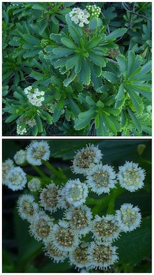 Psiadia retusa-Saliette-ASTERACEAE-Endemique Reunion