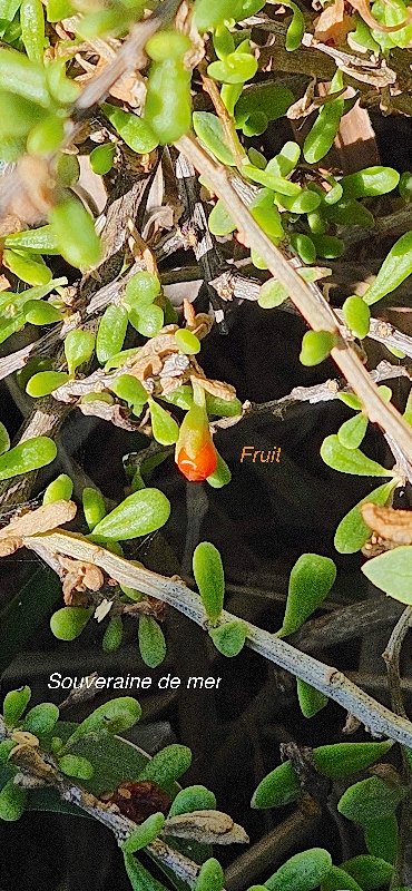 1 Lycium mascarenense Souveraine de mer Solanaceae INDIGENE LA REUNION
