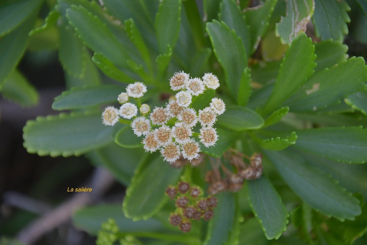 10 Psiadia retusa La SALIERE Asteraceae ENDEMIQUE LA REUNION