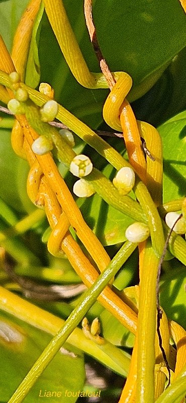 11 Cassytha filiformis liane foutafout Lauraceae INDIGENE LA REUNION