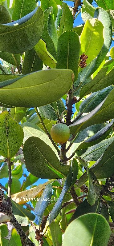 12 Mimusops coriaceae Pomme Jacot Sapotaceae CULTIVE POTENTIELLEMENT ENVAHISSANT