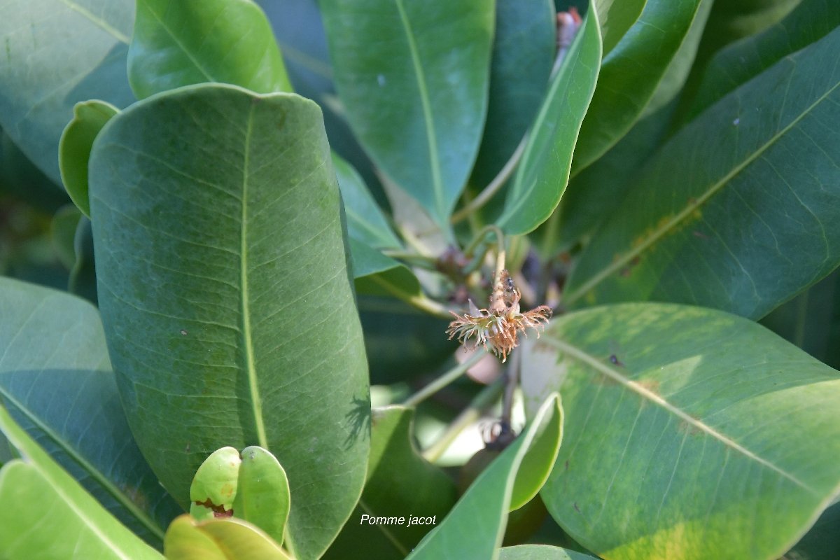 13 Mimusops coriacea Pomme Jacot Sapotaceae CULTIVE POTENTIELLEMENT ENVAHISSANT