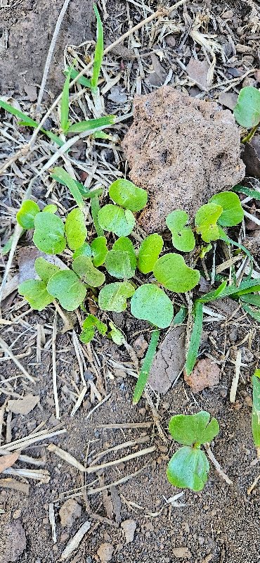 14 Dichondra sp Convolvulaceae INDIGENE LA REUNION ?