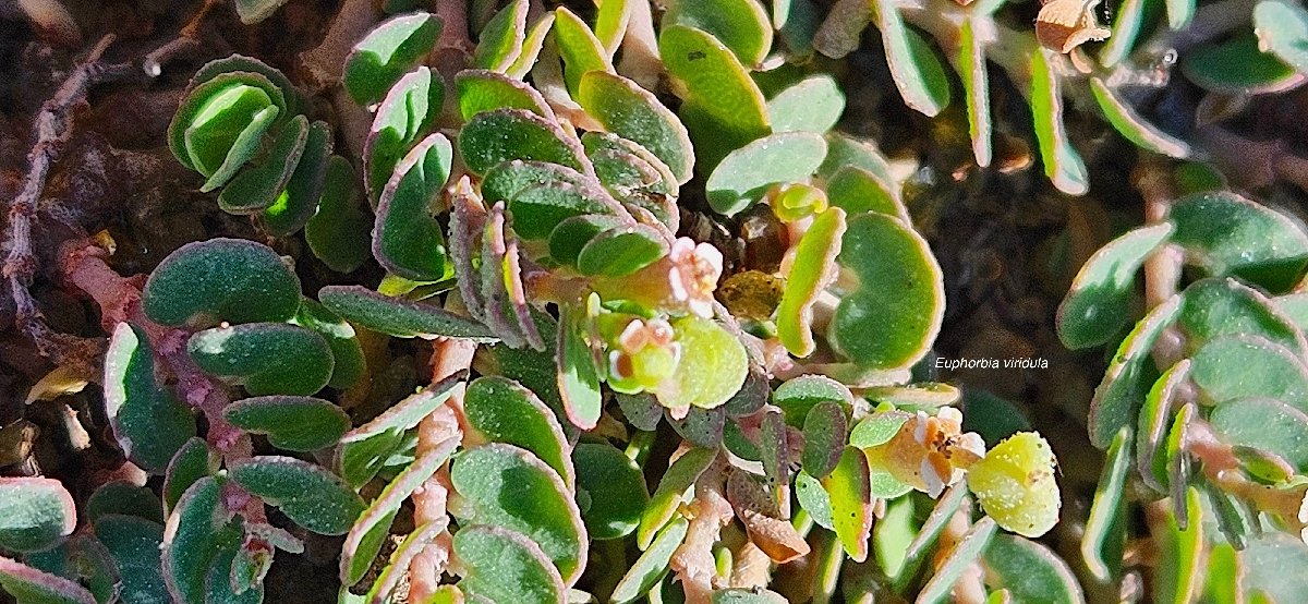 16 Euphorbia viridula Euphorbiaceae ENDEMIQUE LA REUNION 
