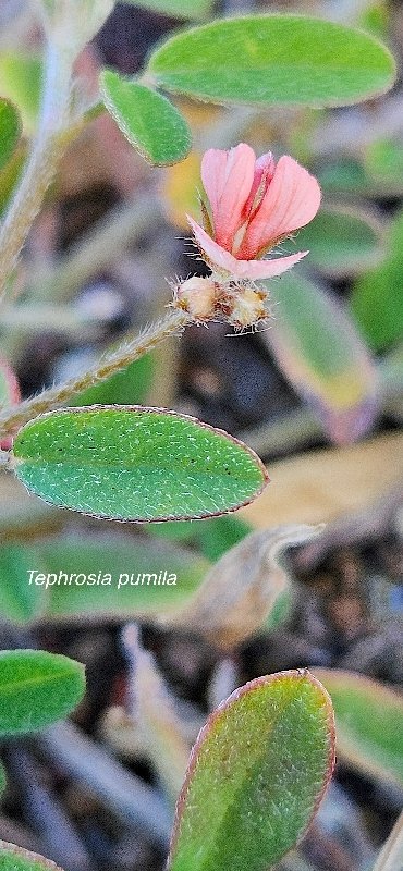 19 Theprosia pumila Fabaceae INDIGENE LA REUNION