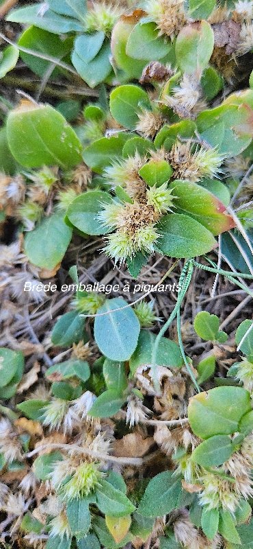 20 Alternanthera pungens BREDE Emballage à piquants AMARANTHACEAE AMPHINATURALISE ENVAHISSANT SEULEMENT EN MILIEUX PERTURBES