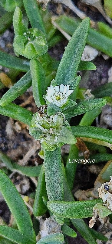 21 Delosperma napiforme LAVANGERE AIZOACEAE ENDEMIQUE LA REUNION