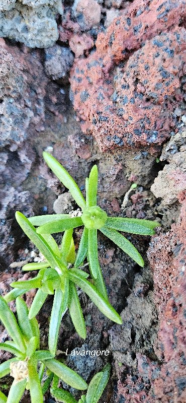 22 Delosperma napiforme LAVANGERE Aizoaceae ENDEMIQUE LA REUNION