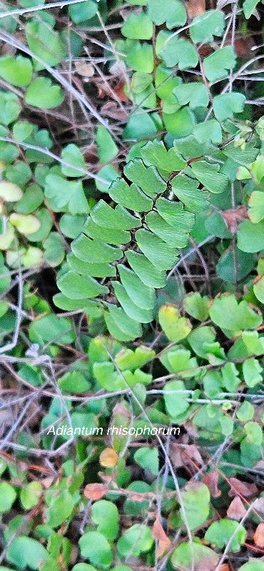 23 Adiantum rhisophorum Pteridaceae ENDEMIQUE MASCAREIGNES