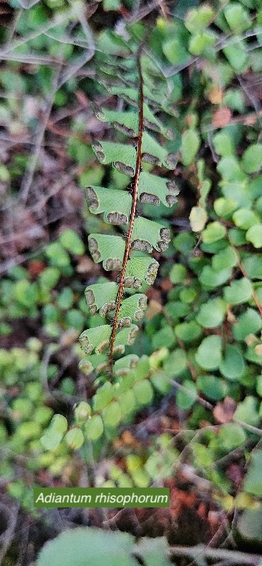24 Adiantum rhisophorum Pteridaceae ENDEMIQUE MASCAREIGNES (2)
