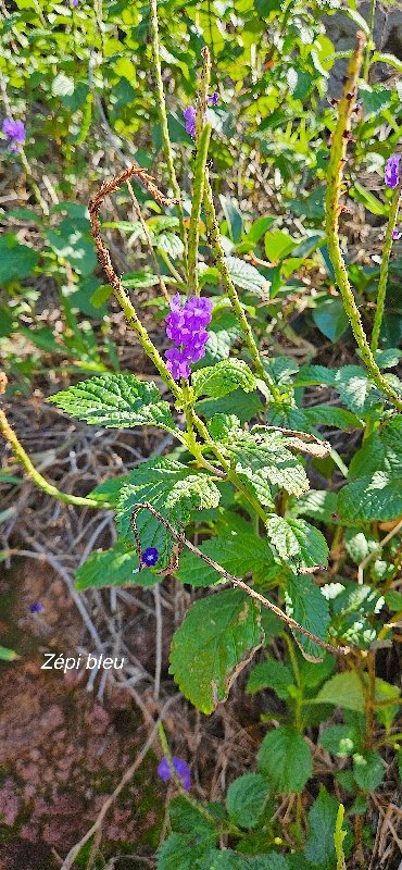 25 Stachytarpheta jamaicensis ZEPI bleu Verbenaceae AMPHINATURALISE ENVAHISSANT SEULEMENT EN MILIEUX PERTURBES 
