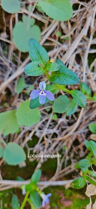 26 Lobelia serpens Campanulaceae INDIGENE LA REUNION