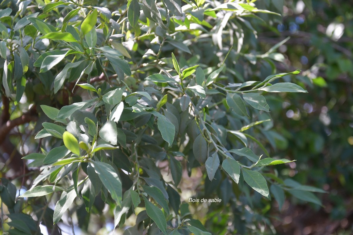 27 Indigofera ammoxylum Bois de sable Fabaceae ENDEMIQUE LA REUNION
