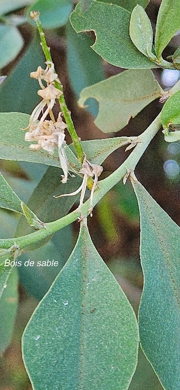 28 Indigofera ammoxylum Bois de sable Fabaceae ENDEMIQUE LA REUNION