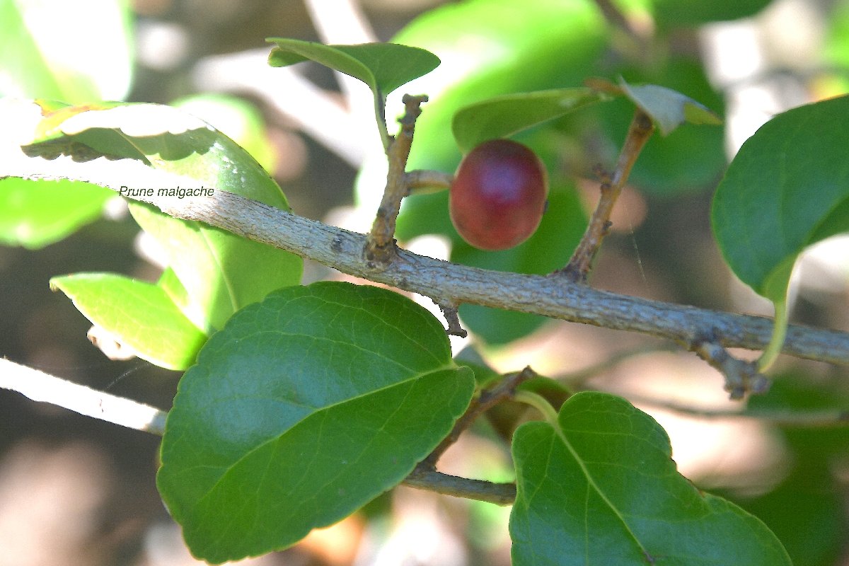 30 Flacourtia indica Prune malgache Salicaceae POTENTIELLEMENT ENVAHISSANT