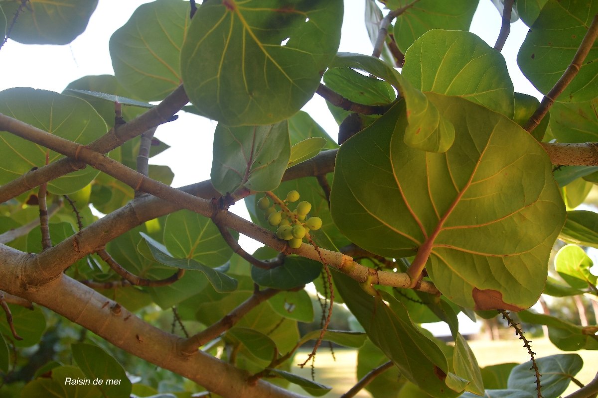 31 Coccoloba uvifera Raisin bord de mer Polygonaceae CULTIVE