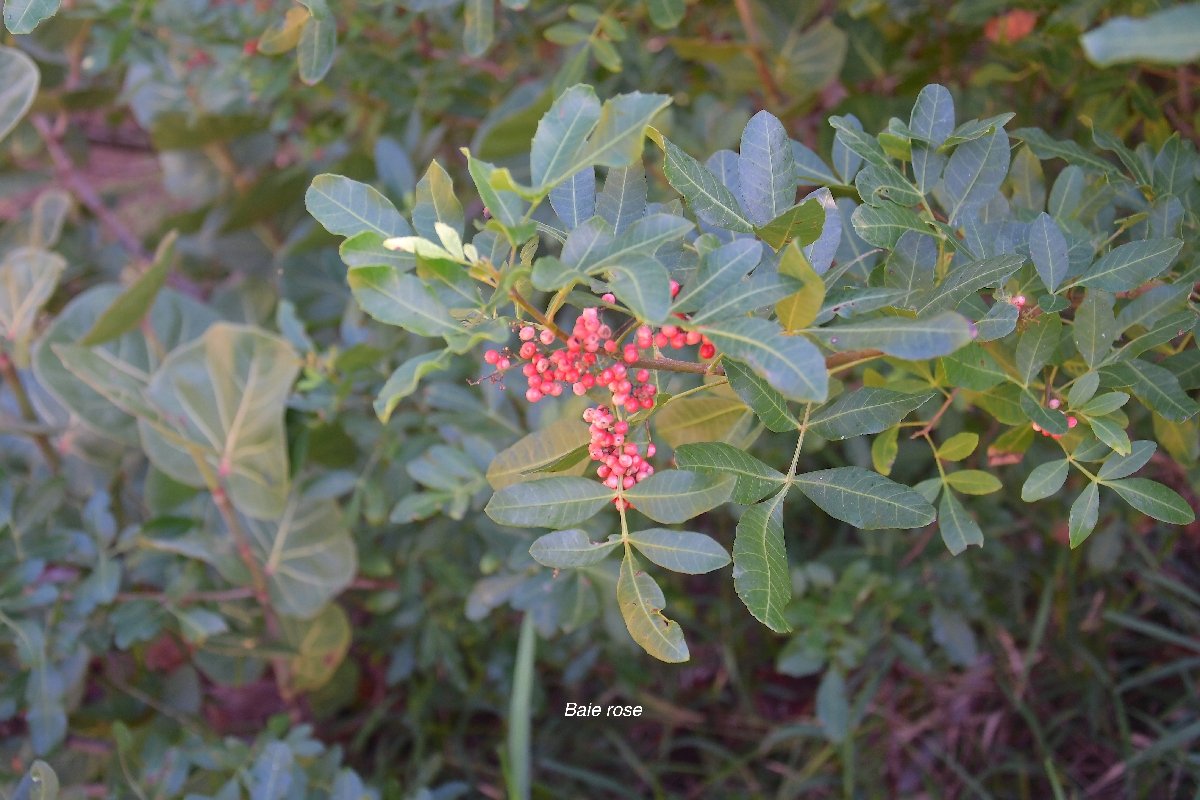 32 Schinus terebinthifolia Raddi  Baie rose Anacardiaceae AMPHINATURALISE TRES ENVAHISSANT