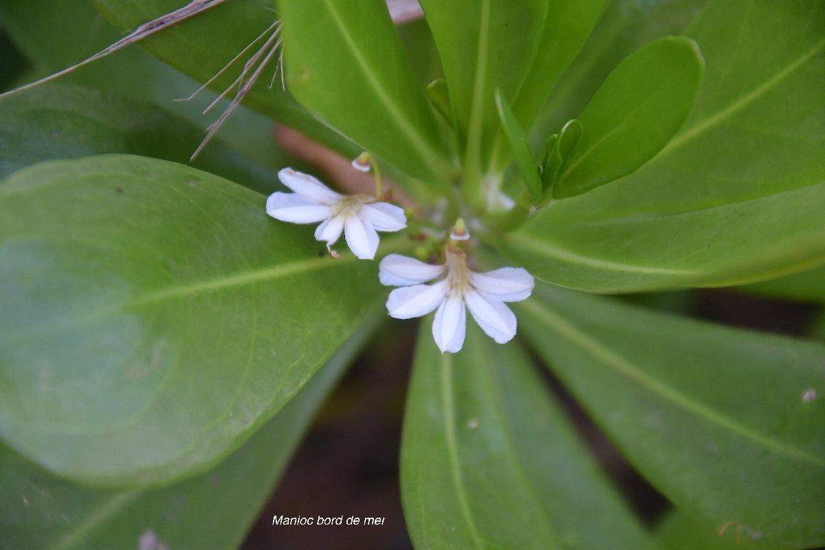 33 Scaevola taccada Manioc bord de mer Goodeniaceae INDIGENE LA REUNION