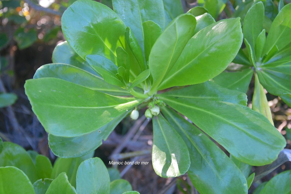 34 Scaevola taccada Manioc bord de mer Goodeniaceae INDIGENE LA REUNION 