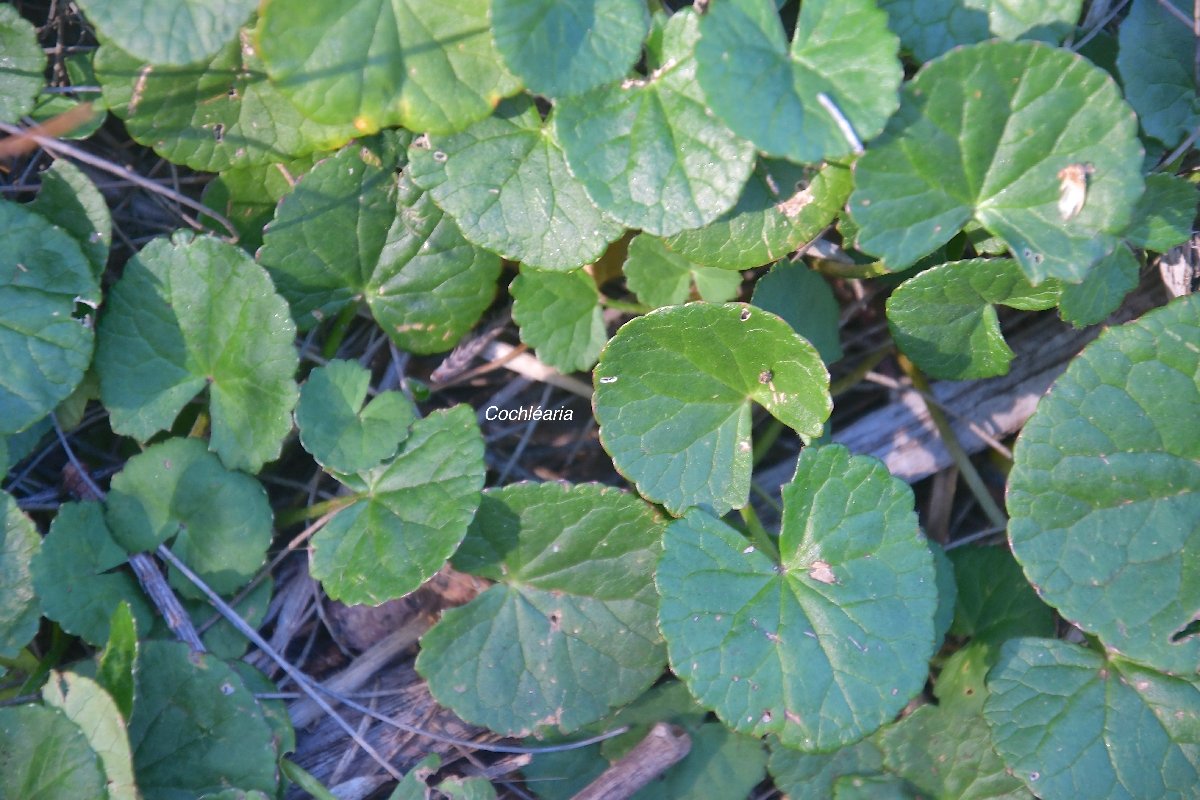 35 Centella asiatica COCHLEARIA Apiaceae INDIGENE ?