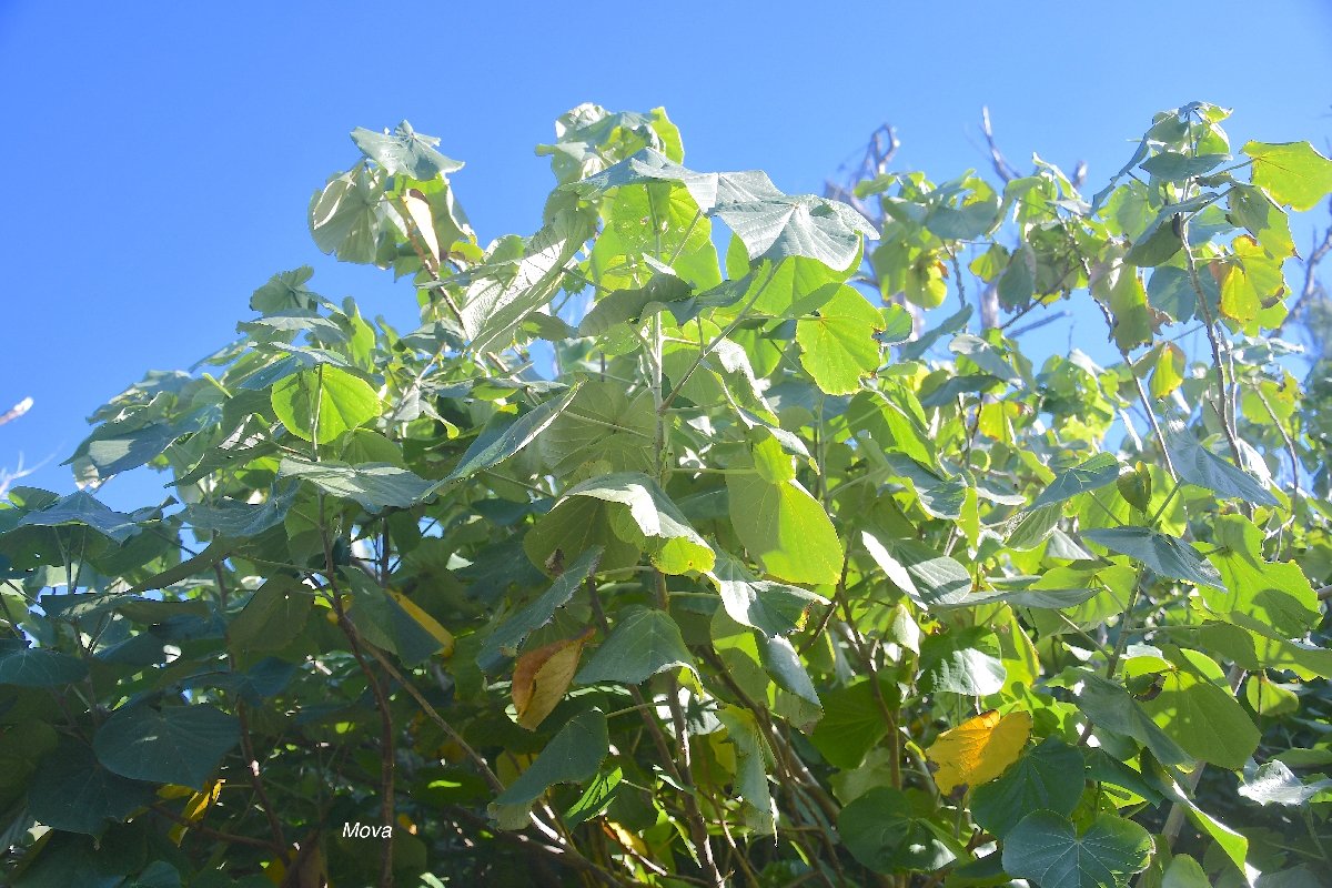 36 Talipariti tiliaceum Mova Malvaceae INDIGENE ?