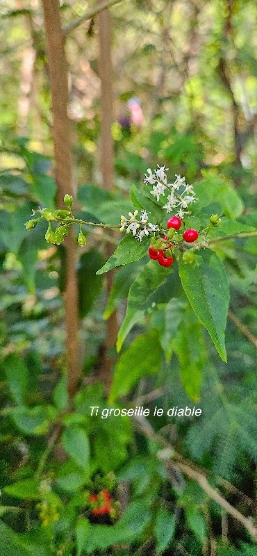 4 Rivina humilis Ti groseille le diable Petiveriaceae AMPHINATURALISE ENVAHISSANT