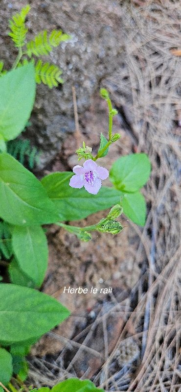5 Asystasia gangetica subsp gangetica Herbe le rail Acanthaceae AMPHINATURALISE ENVAHISSANT