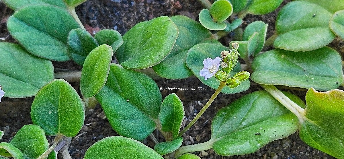 6 Boerhavia repens L var diffusa Nyctaginaceae AMPHINATURALISE ENVAHISSANT SEULEMENT EN MILIEUX PERTURBES