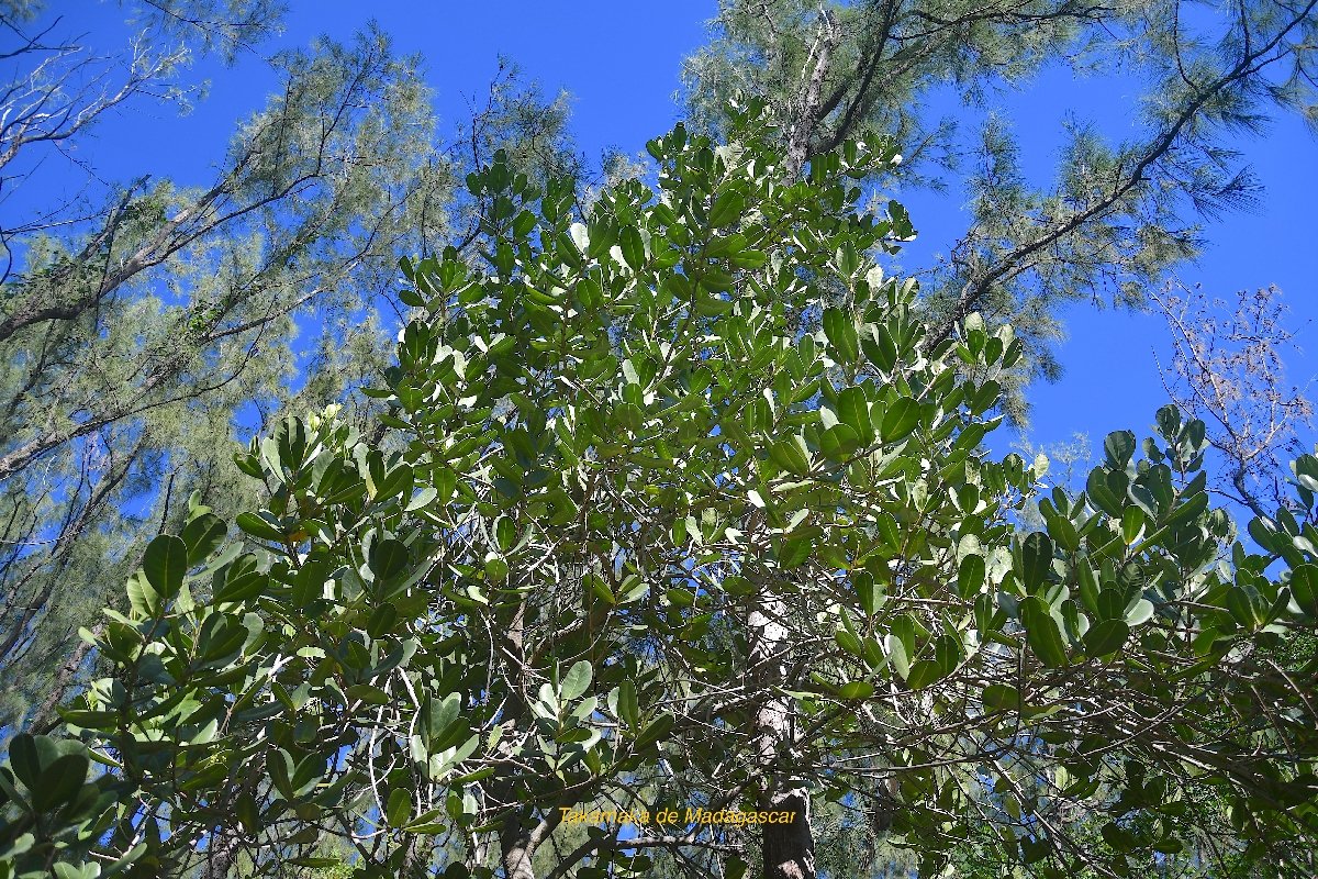7 Noronhia emarginata Takamaka de Madagascar, Doucette Oleaceae CULTIVE POTENTIELLEMENT ENVAHISSANT