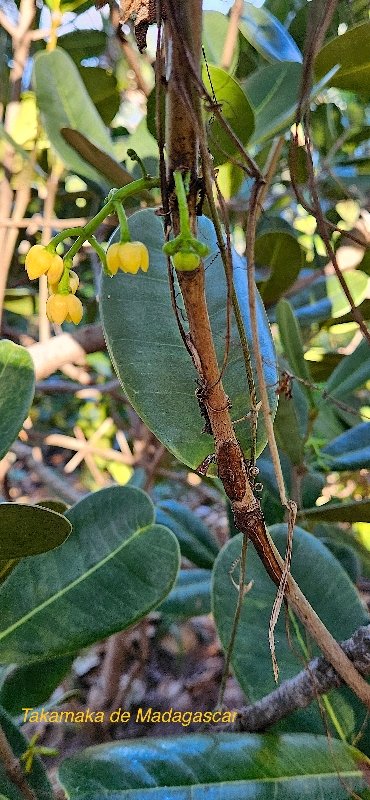 8 Noronhia emarginata Takamaka de madagascar, Doucette Oleaceae CULTIVE POTENTIELLEMENT ENVAHISSANT