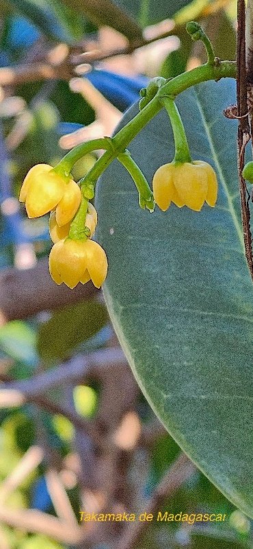 9 Noronhia emarginata Takamaka de Madagascar, Doucette Oleaceae CULTIVE POTENTIELLEMENT ENVAHISSANT