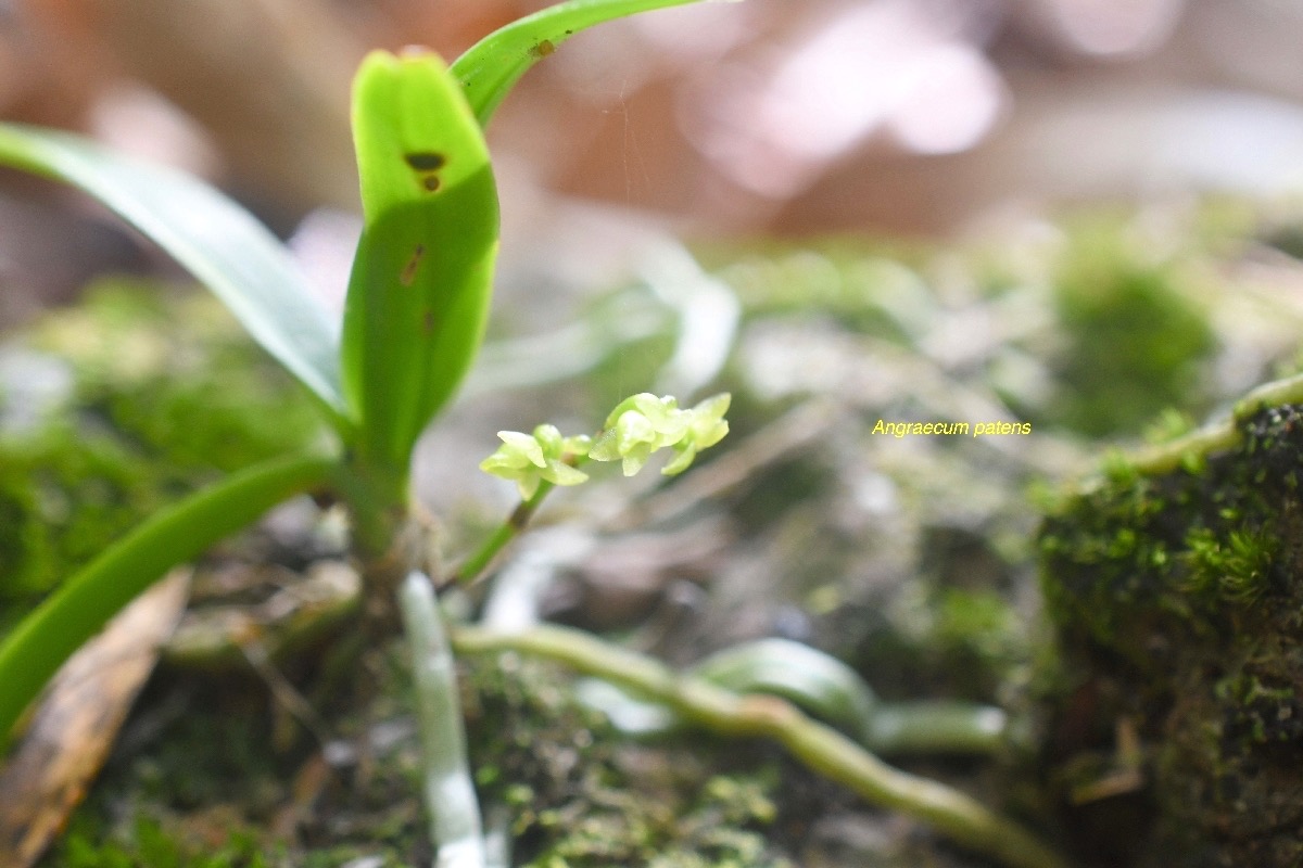 Angraecum patens Orchidaceae E ndémique La Réunion 7717.jpeg