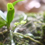 Angraecum patens Orchidaceae E ndémique La Réunion 7717.jpeg