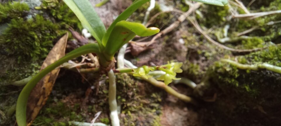 Angraecum patens - EPIDENDROIDEAE - Endemique Reunion - 20230411_120029.jpg