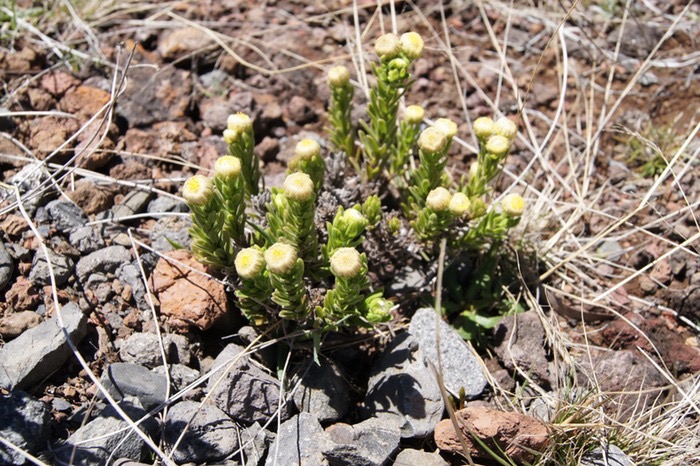 psiadia-callocephalla-aster med