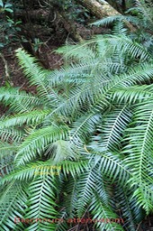 Blechnum attenuatum- Blechnace - I