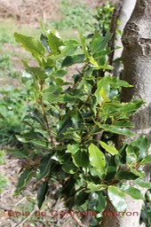 Bois de Cannelle marron - Ocotea obtusata - Laurace - I